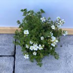 Nátržník krovitý (Potentilla fruticosa) ´BELLA BIANCA´® - ∅ 30-40 cm, kont. C3L